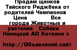 Продам щенков Тайского Риджбека от родителей Чемпионов › Цена ­ 30 000 - Все города Животные и растения » Собаки   . Ненецкий АО,Коткино с.